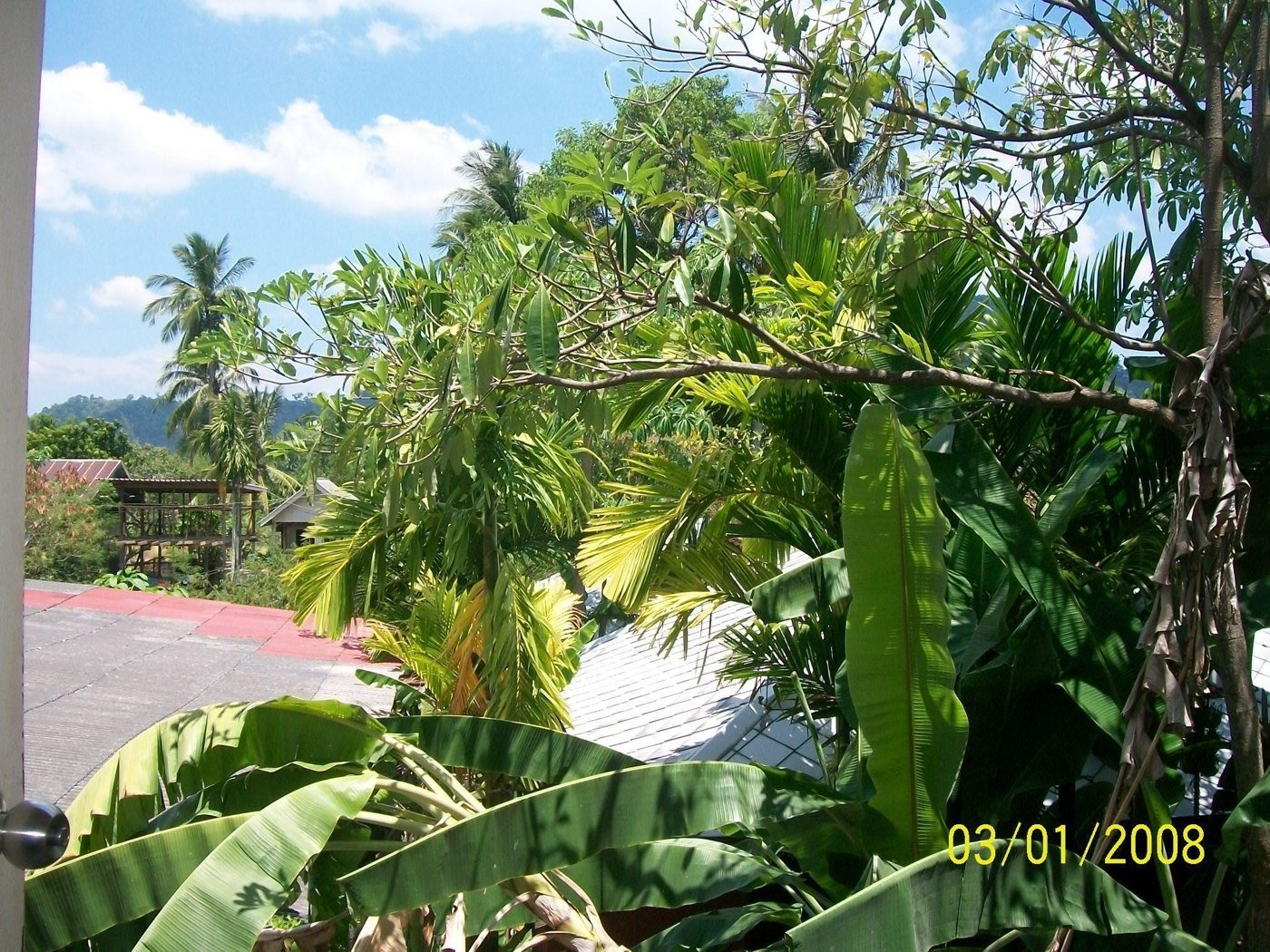 Garden vegetation in a Sweet Dream Guest House listing photograph
